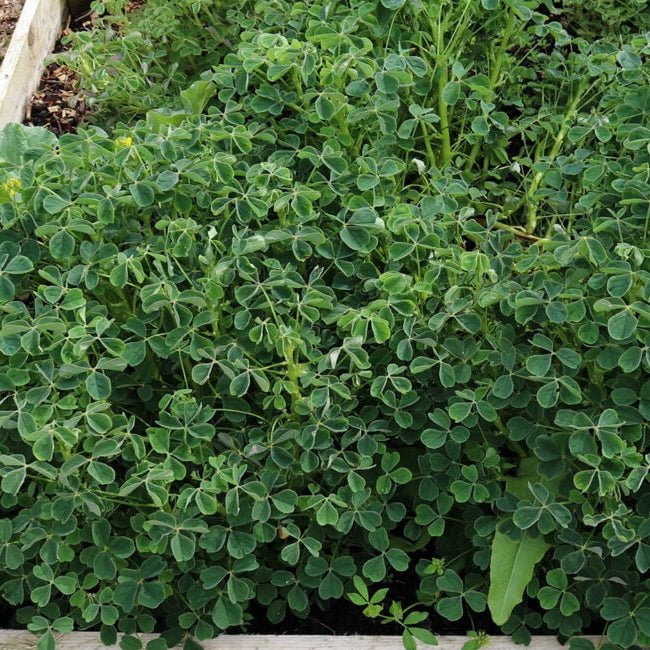 Yam Oca Aphrodite - Ladybird Nursery