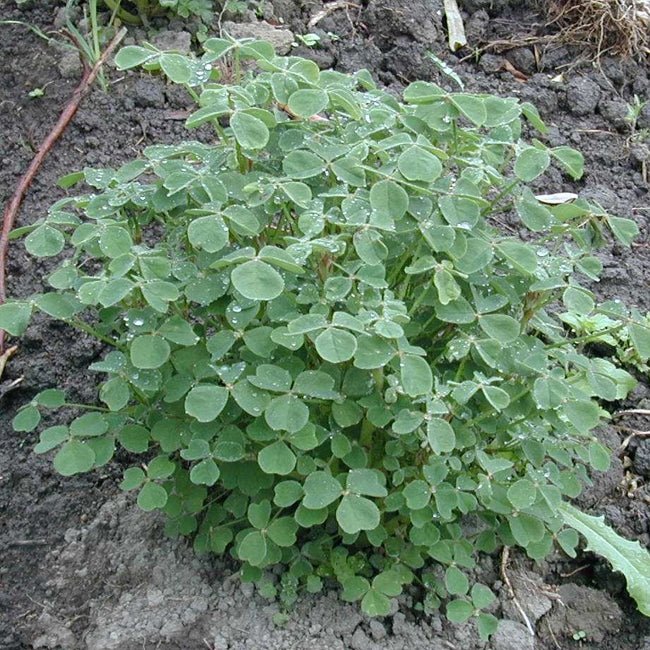 Yam Oca Juliet - Ladybird Nursery