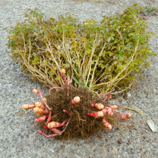 Yam Oca Juliet - Ladybird Nursery