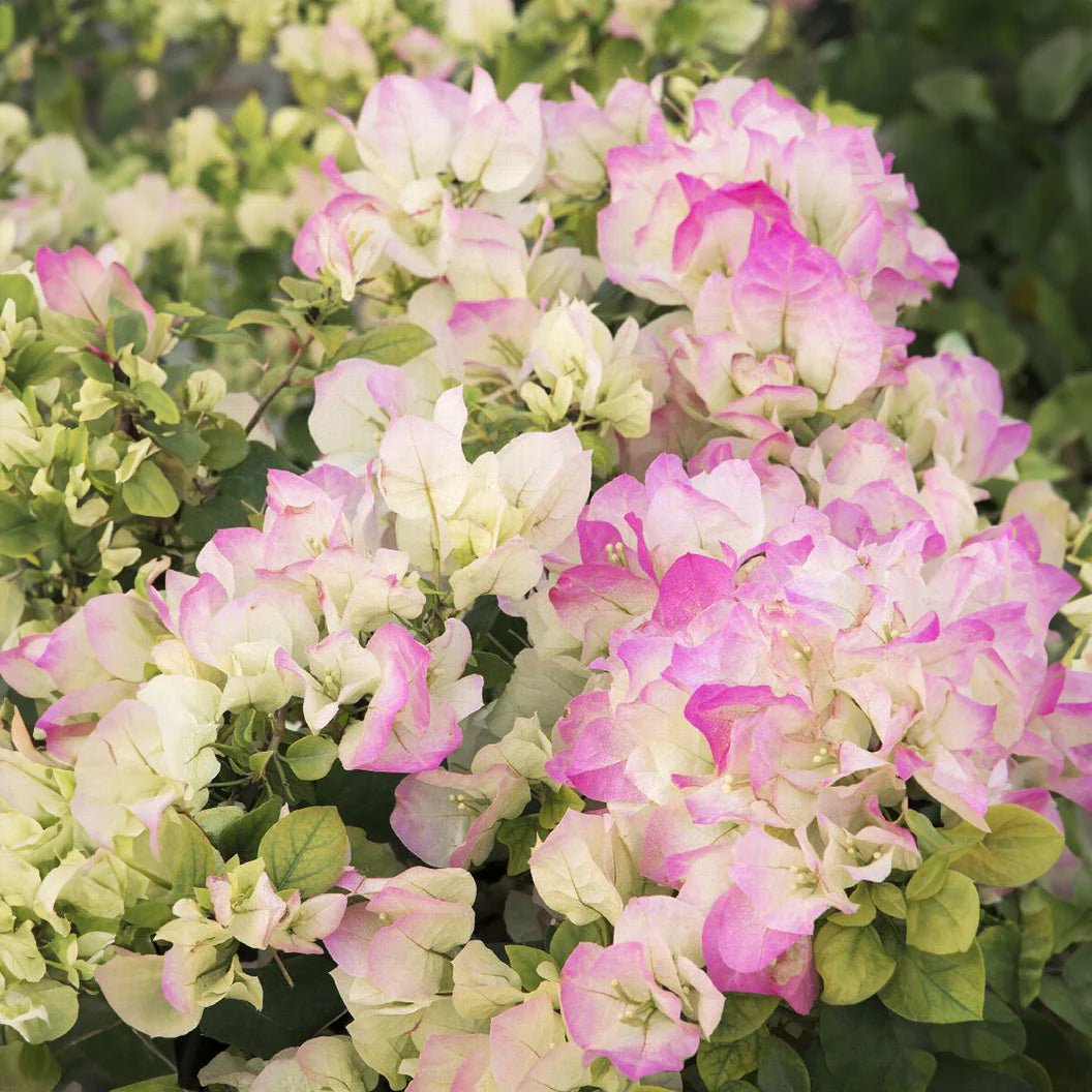 Bougainvillea Yanis Delight (Bougainvillea glabra) - Ladybird Nursery