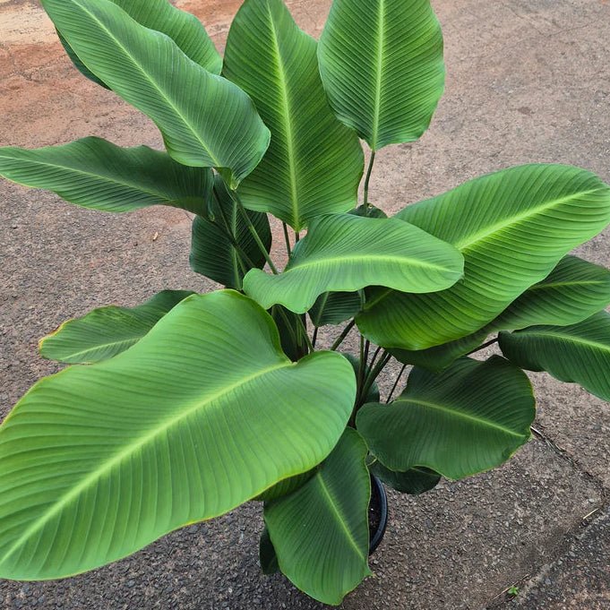 Yellow Rattleshaker (Calathea crotalifera) - Ladybird Nursery