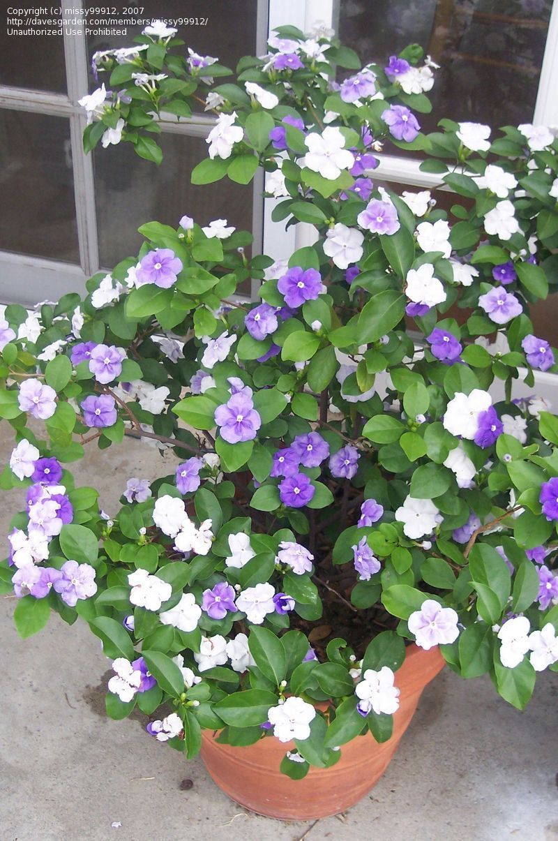 Yesterday Today Tomorrow (Brunfelsia latifolia)