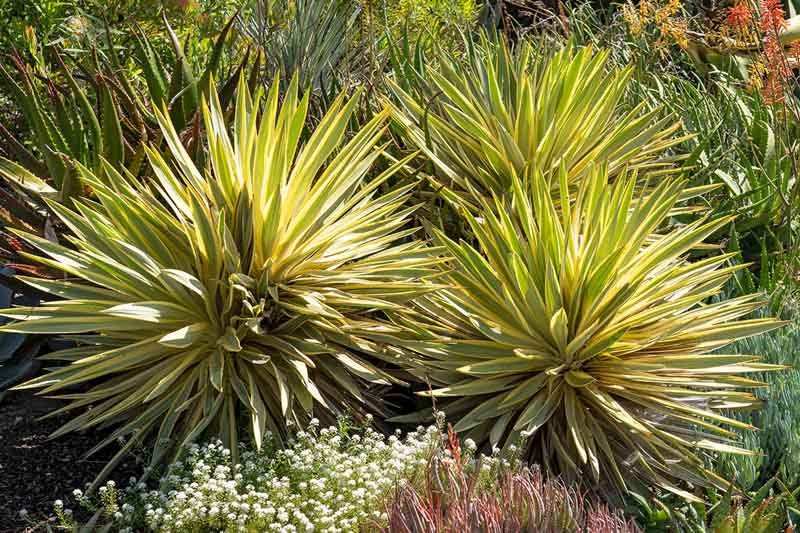 Spanish Dagger Bright Edge (Yucca gloriosa) - Ladybird Nursery