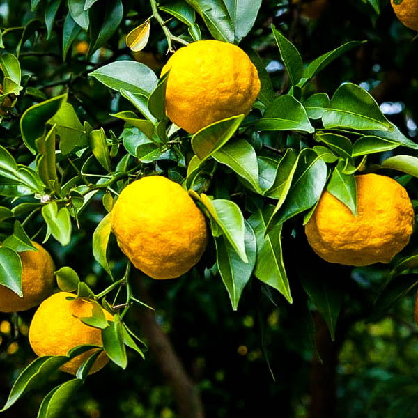 Japanese Yuzu (QLD Only)