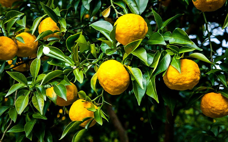 Japanese Yuzu (QLD Only)