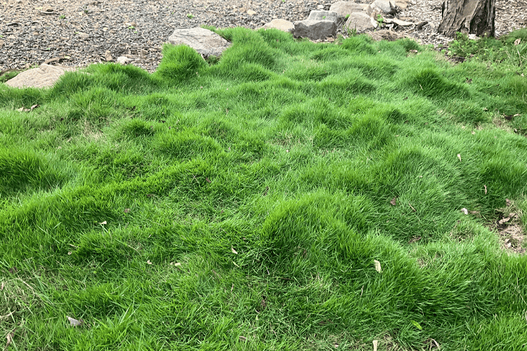 Zen Grass® (Zoysia native hybrid) - Ladybird Nursery