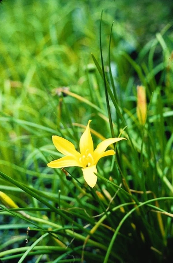 Rain Lily (Zephyranthes flavissima) - Ladybird Nursery