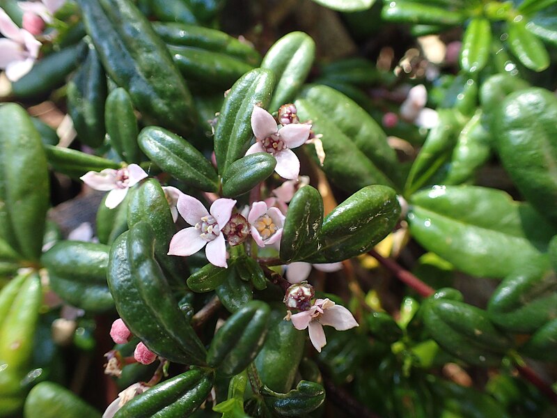 Carpet Star (Zieria prostrata)