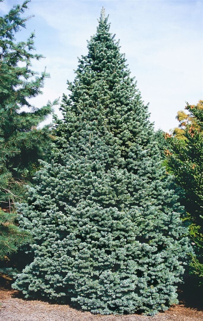 Subalpine Fir Compacta (Abies lasiocarpa) - Ladybird Nursery