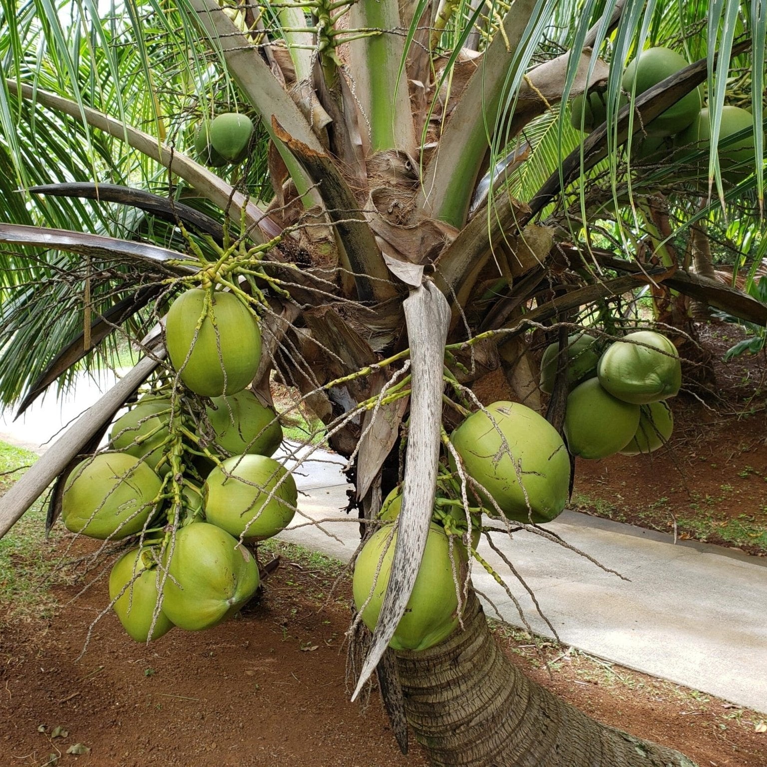 Malay Dwarf Green Coconut Tree - Ladybird Nursery