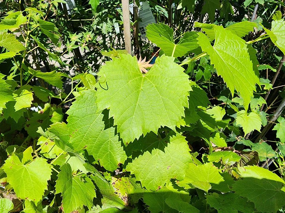 Ornamental Grape (Vitis vinifera) (QLD Only) - Ladybird Nursery