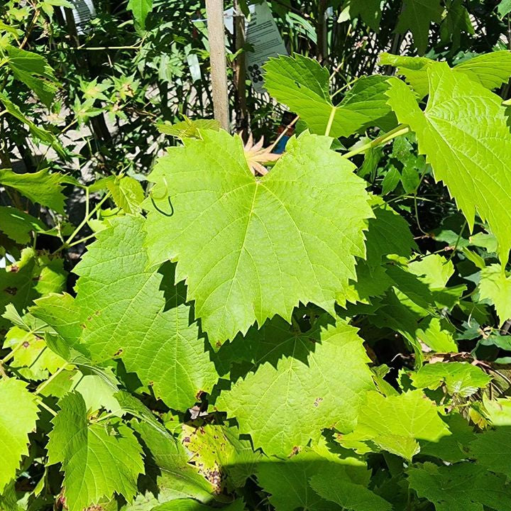 Ornamental Grape (Vitis vinifera) (QLD Only) - Ladybird Nursery