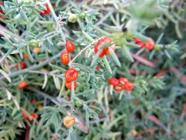 Ruby Saltbush bush tucker - Ladybird Nursery