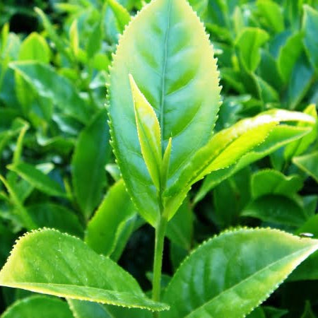 Tea Plant (Camellia sinensis) - Ladybird Nursery