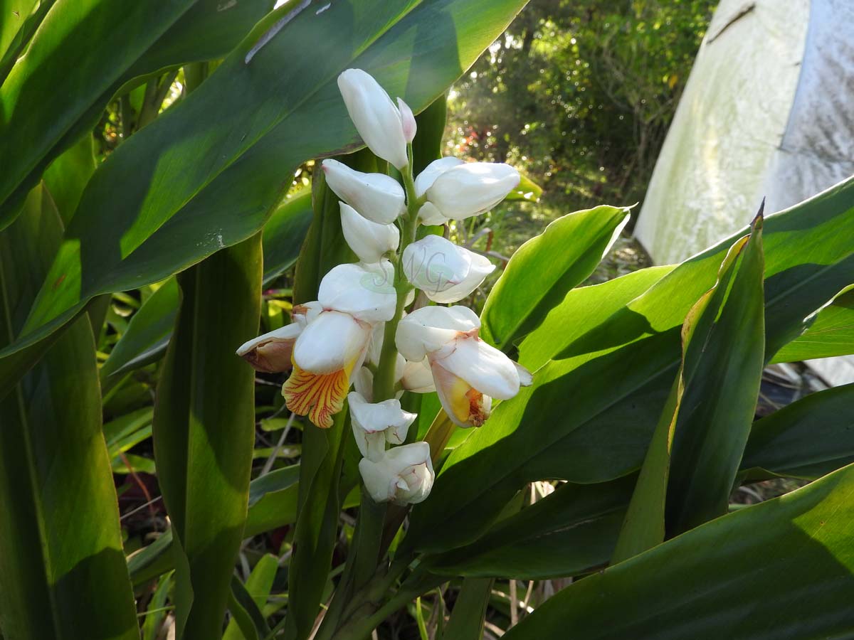 Dwarf Cardamom Ginger Cardomom/Cardamom Leaf (Alpinia nutans)