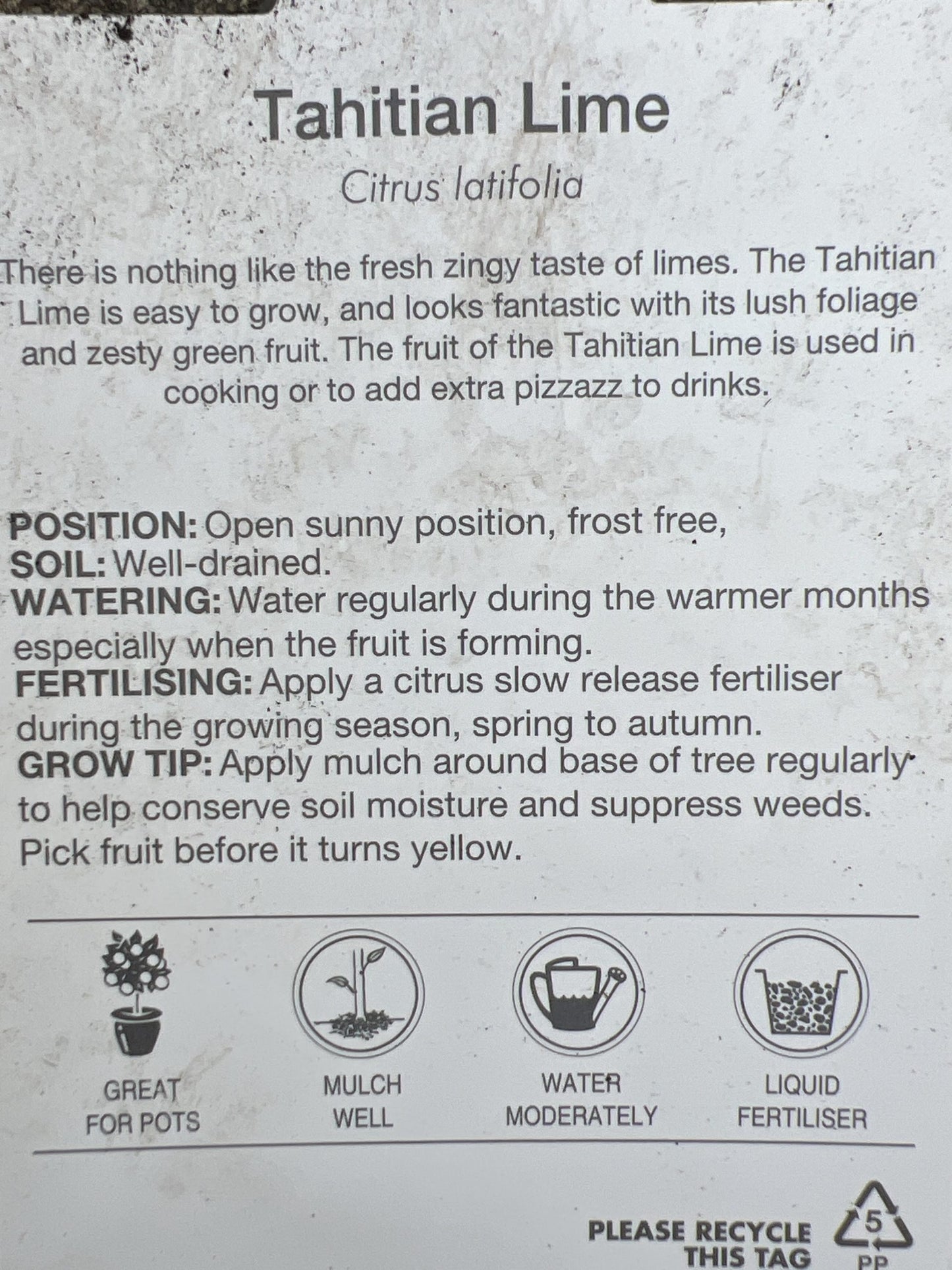 Lime 'Tahitian' 330mm Wine Barrel Pot (Pickup Only)