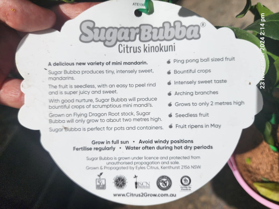 Advanced Dwarf Sugar Bubba Mandarin 400mm (PICKUP ONLY) - Ladybird Nursery