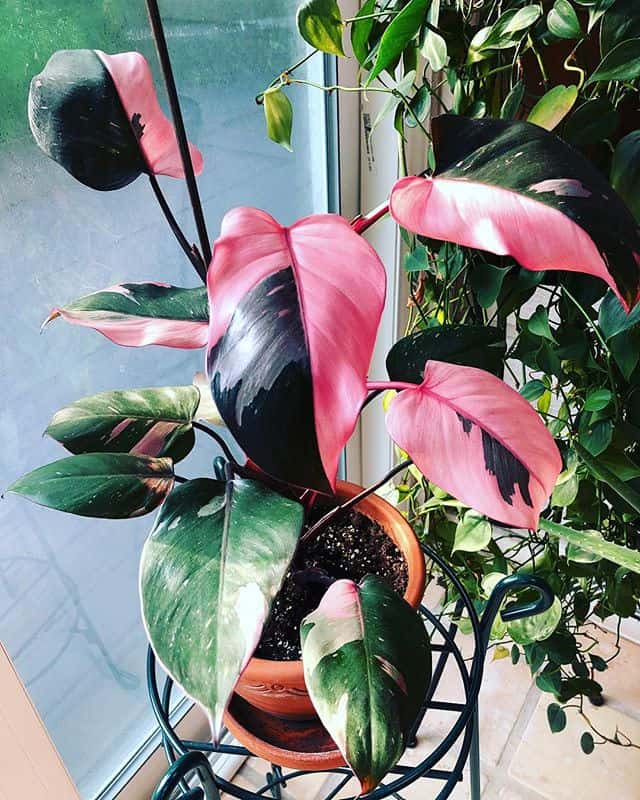 Philodendron 'Pink Princess' - Ladybird Nursery
