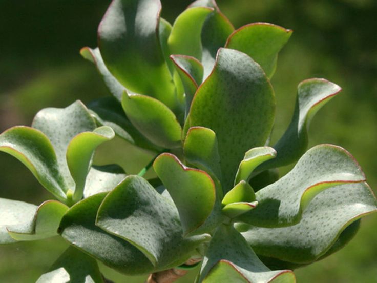 Ripple Jade undulatifolia (Crassula arborescens) - Ladybird Nursery