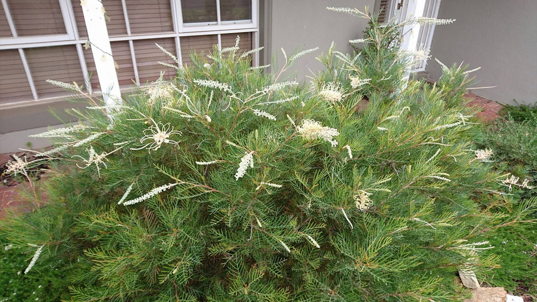 Grevillea 'Ivory Whip' - Ladybird Nursery