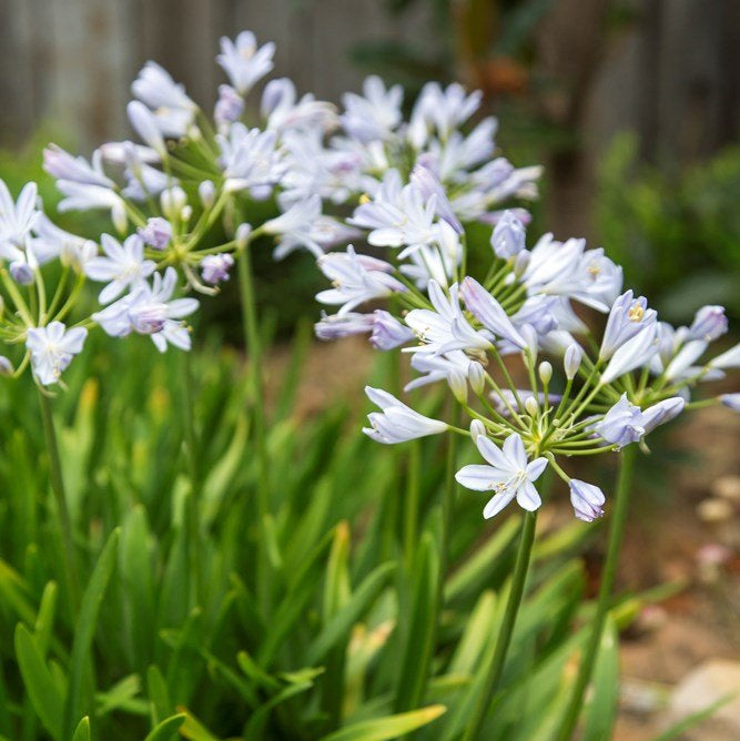 Agapanthus Baby Periwinkle (Dwarf Agapanthus) - Ladybird Nursery