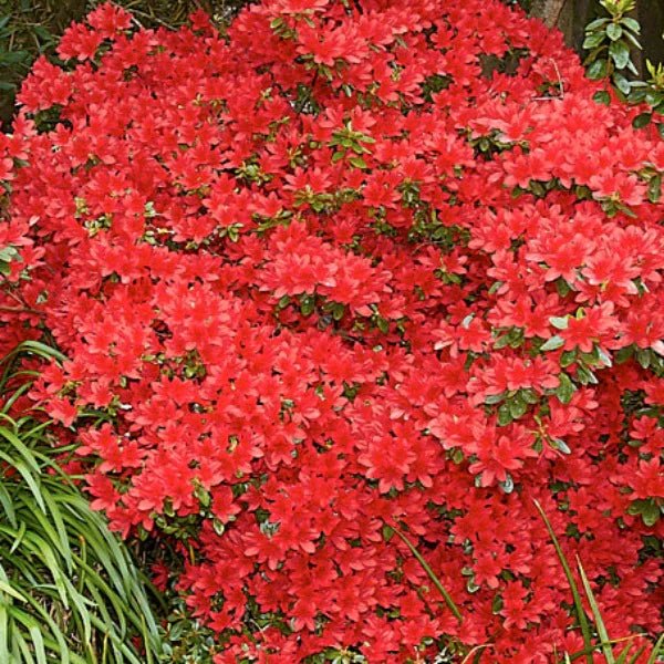Azalea indica Red Robin - Ladybird Nursery
