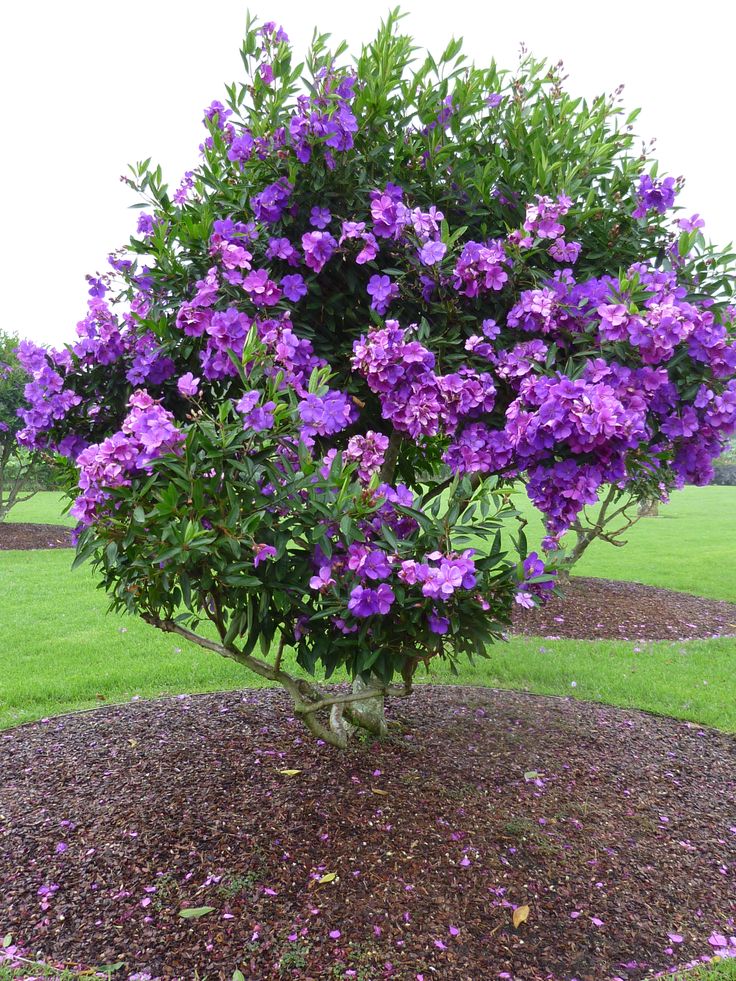 Tobouchina Marion (Tibouchina) - Ladybird Nursery