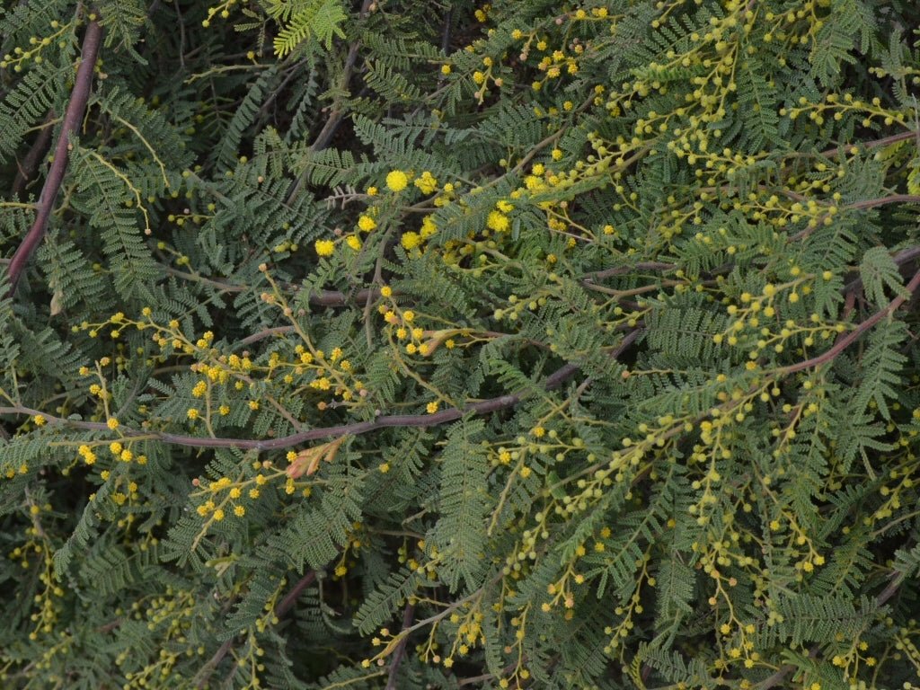 Wyalong Wattle Gold Lace Standards (Acacia cardiophylla) - Ladybird Nursery