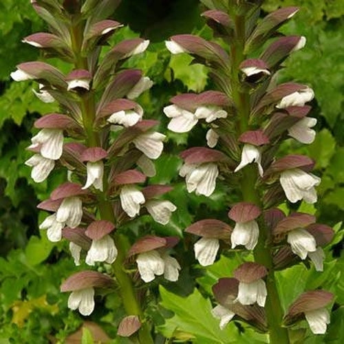 Bear's Breeches ssp. spinosa (Acanthus mollis)