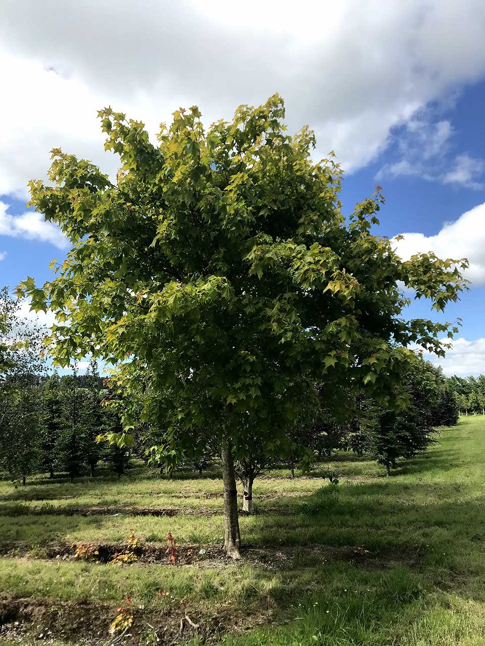 Cappadocian Maple aureum Golden Turkish (Acer cappadocicum) - Ladybird Nursery