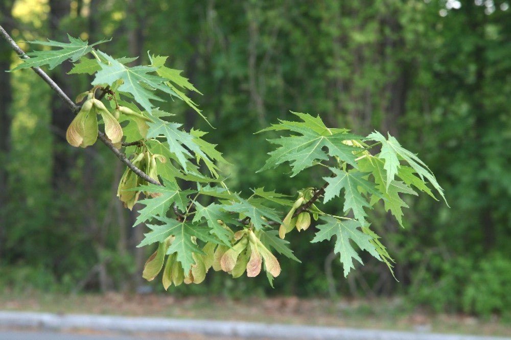 Silver Maple (Acer saccharinum) - Ladybird Nursery