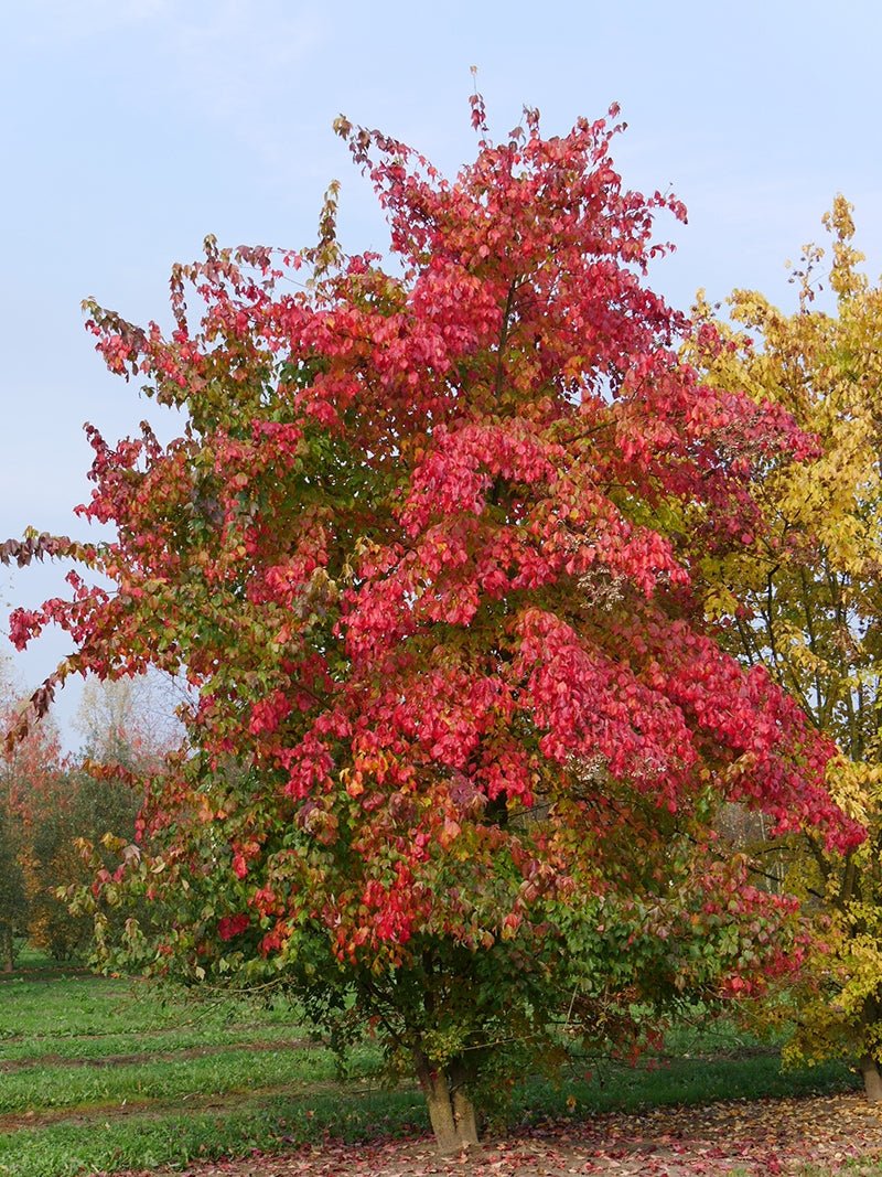 Trident Maple (Acer buergeranium) - Ladybird Nursery
