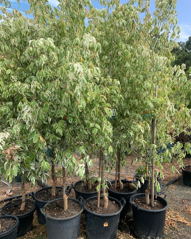 Box Elder Pink Flamingo Maple (Acer negundo)