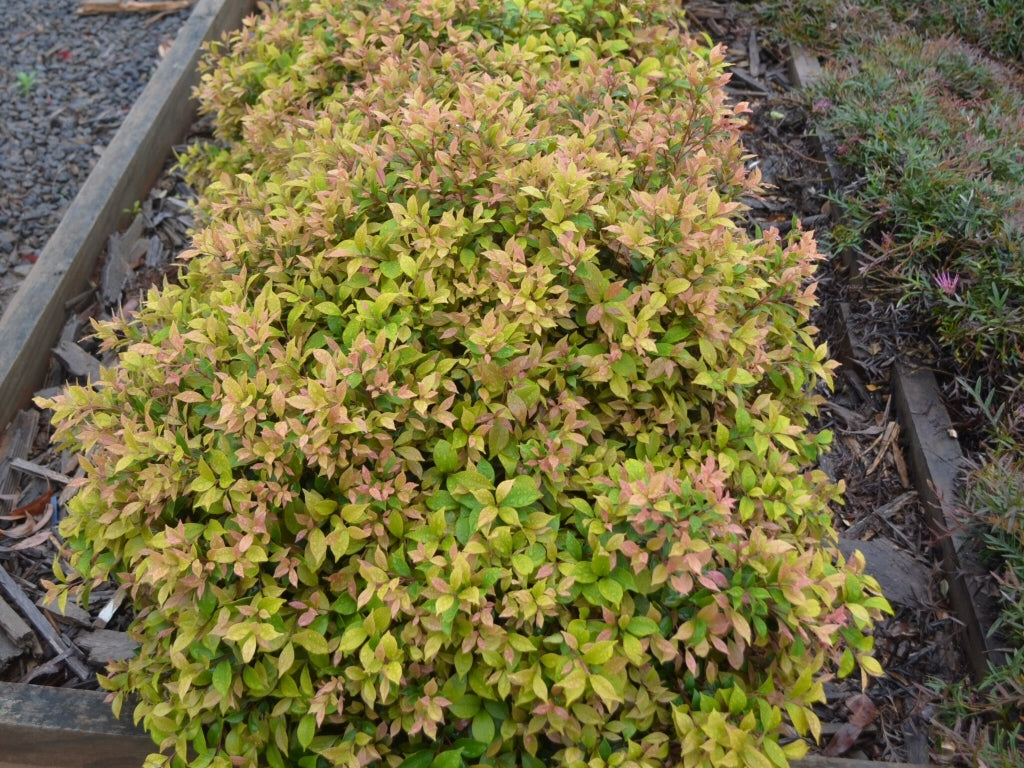 Lilly Pilly minor Allyn Magic (Acmena smithii)