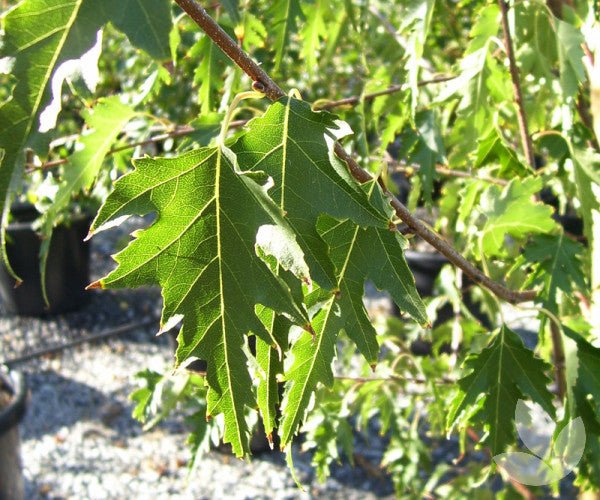Cut Leaf Birch Dalecarlica (Betula pendula) - Ladybird Nursery