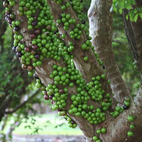 Advanced Jaboticaba White - Plinia aureana