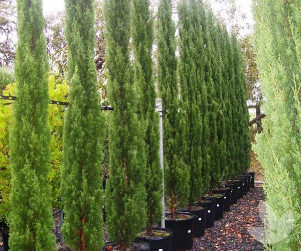Italian Cypress Glauca (Cupressus sempervirens) - Ladybird Nursery