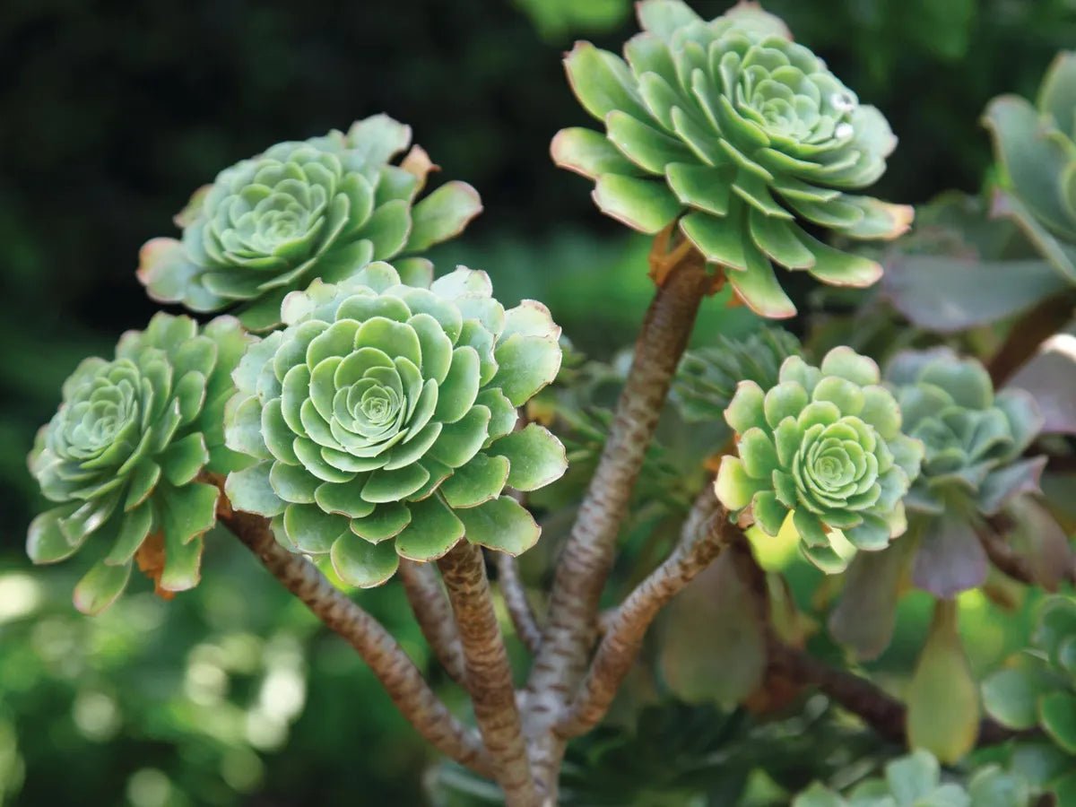 Tree Aeonium Hawathii (Aeonium arboreum) - Ladybird Nursery
