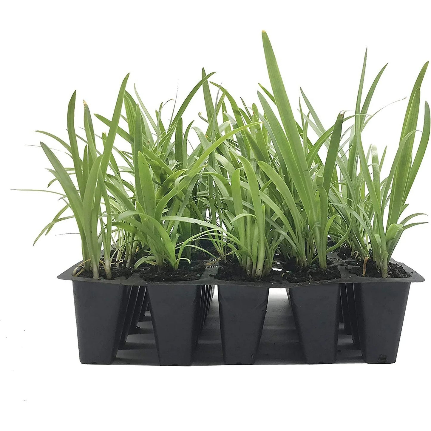 Agapanthus Madison™