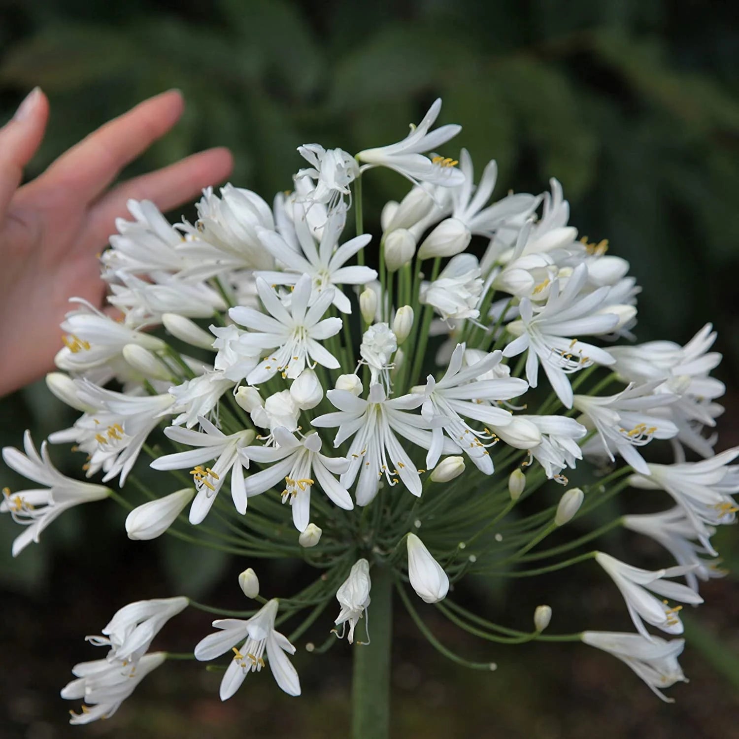 Agapanthus Madison™ - Ladybird Nursery