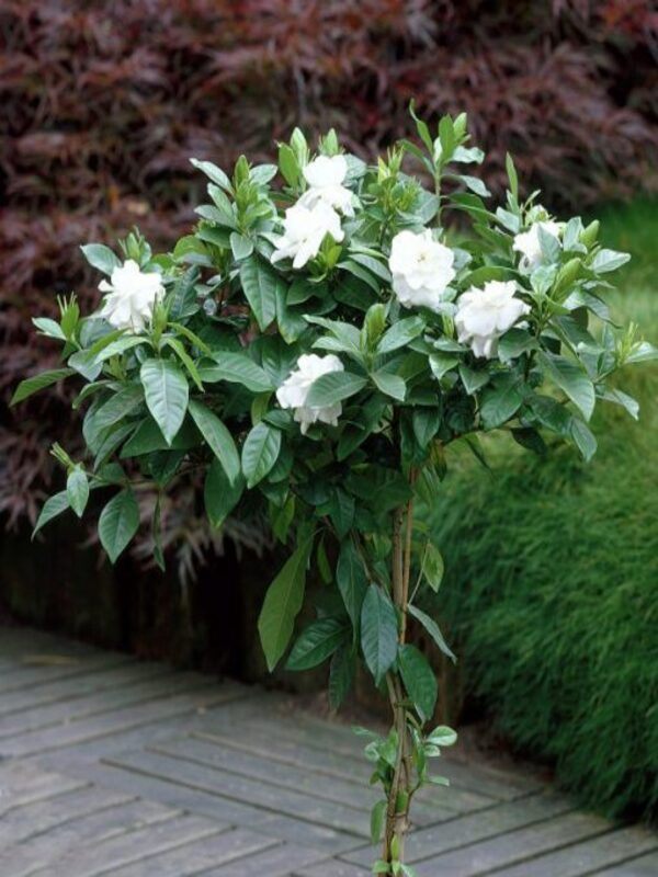 Gardenia Magnifica Standards (Gardenia augusta) - Ladybird Nursery