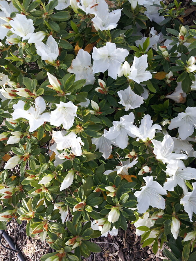 Azalea indica Alba Magnifica
