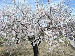 Almond 'All In One' - Ladybird Nursery