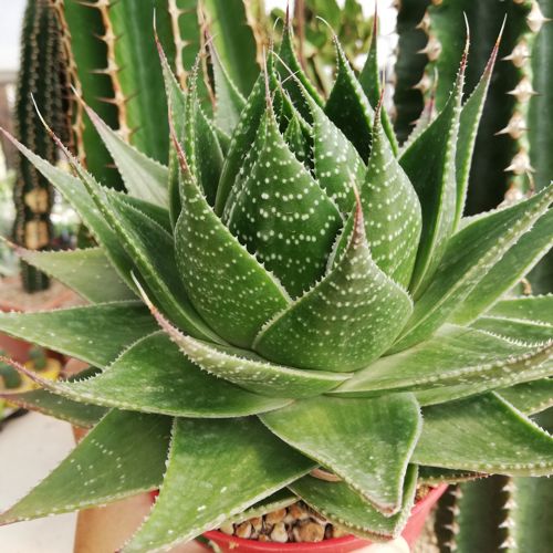 Cosmo Aloe (Aloe Cosmo) - Ladybird Nursery