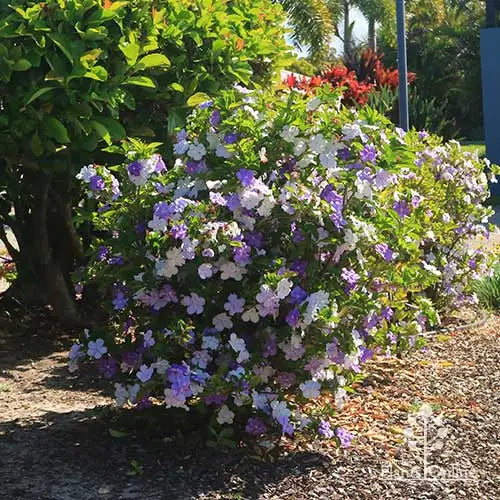 Yesterday, Today, and Tomorrow Compact Form (Brunfelsia latifolia)