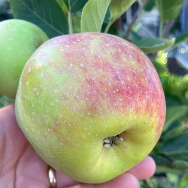 Apple Anna Dwarf (medium size)