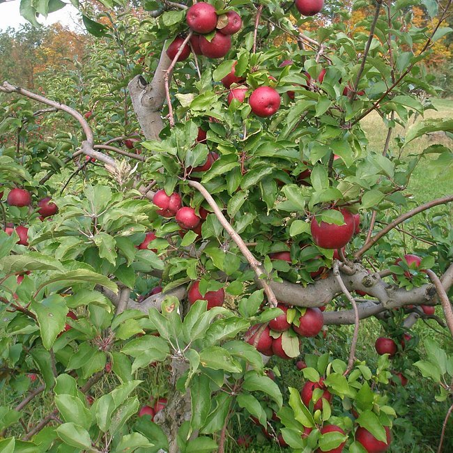 Apple Rome Beauty - Ladybird Nursery