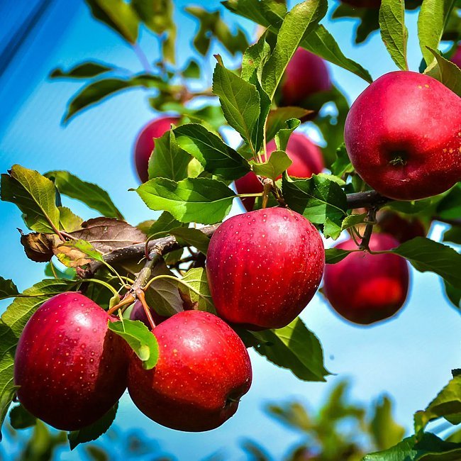 Apple Rome Beauty - Ladybird Nursery