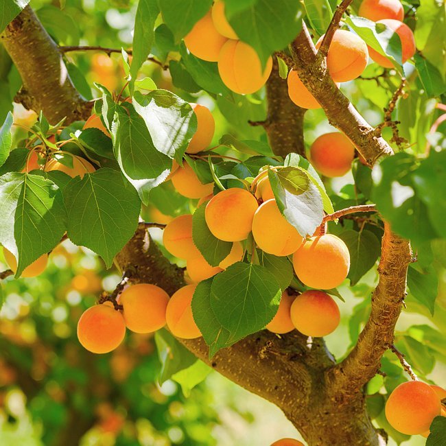 Apricot Bulida Fruit Tree – Buy Now! – Ladybird Nursery