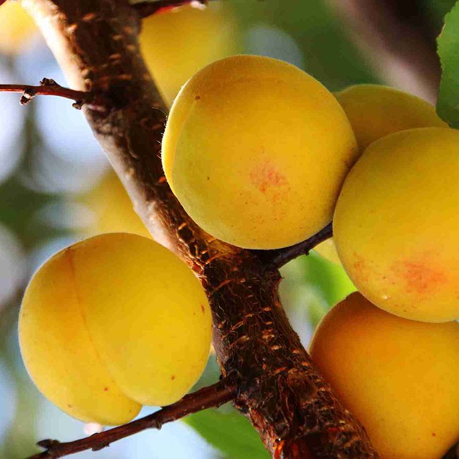 Dwarf Apricot 'Trevatt'